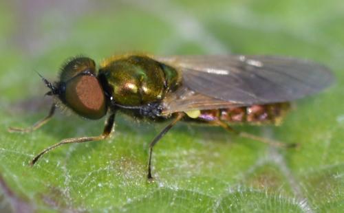 Réf. 209 644 : Chloromyia formosa
